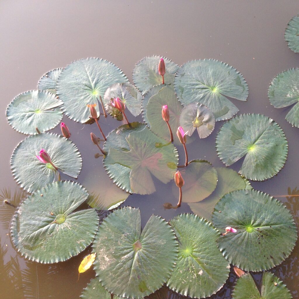 Lotus Flower in Hinduism