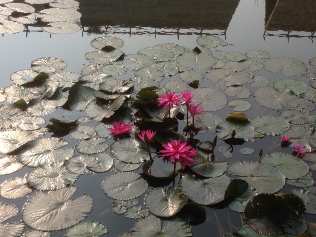 Lotus Flower Origin of Life
