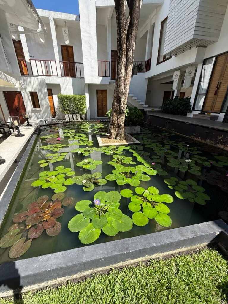 Lotus flowers beside a tranquil swimming pool within the garden of Oasis Spa in Thailand
