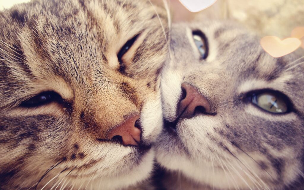 Two cute kittens representing a couple for Valentine’s Day massage in London.